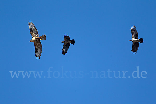 Mäusebussard (Buteo buteo)