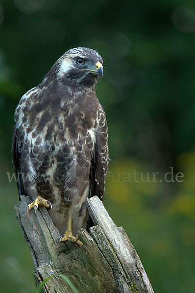 Mäusebussard (Buteo buteo)