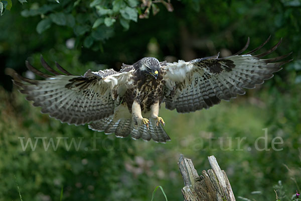 Mäusebussard (Buteo buteo)