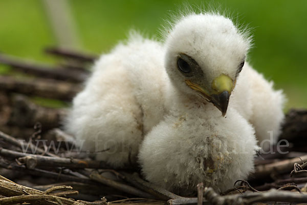 Mäusebussard (Buteo buteo)