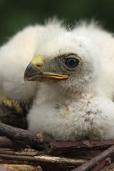 Mäusebussard (Buteo buteo)