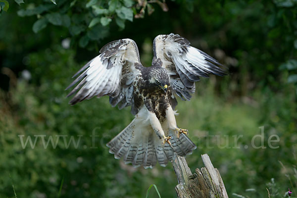 Mäusebussard (Buteo buteo)