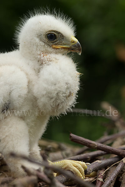 Mäusebussard (Buteo buteo)