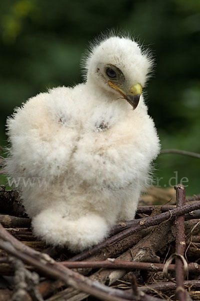 Mäusebussard (Buteo buteo)