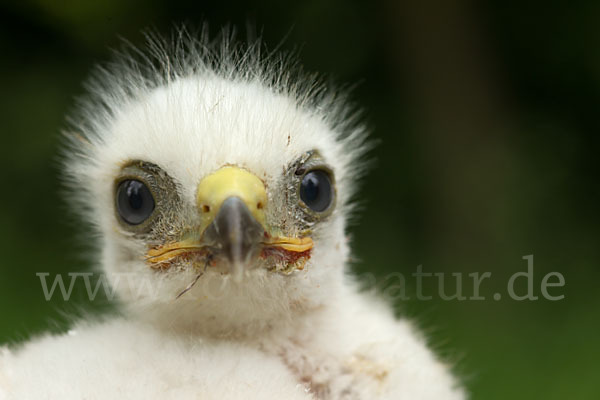 Mäusebussard (Buteo buteo)