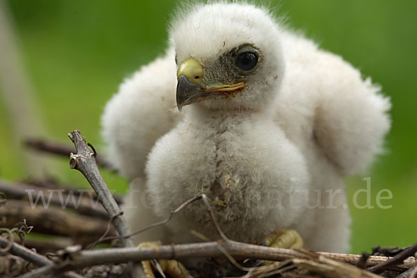 Mäusebussard (Buteo buteo)