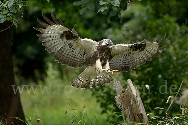 Mäusebussard (Buteo buteo)