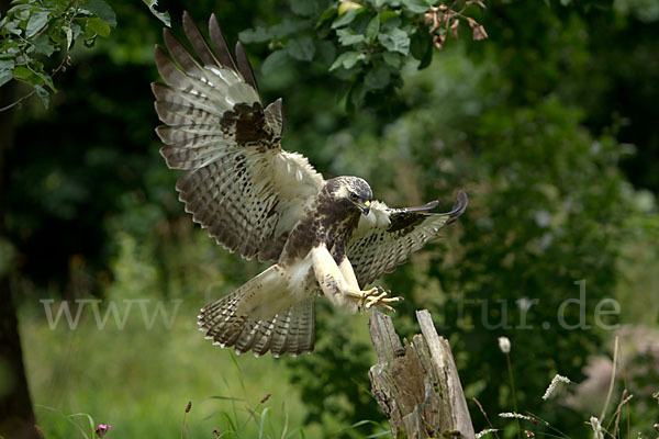 Mäusebussard (Buteo buteo)