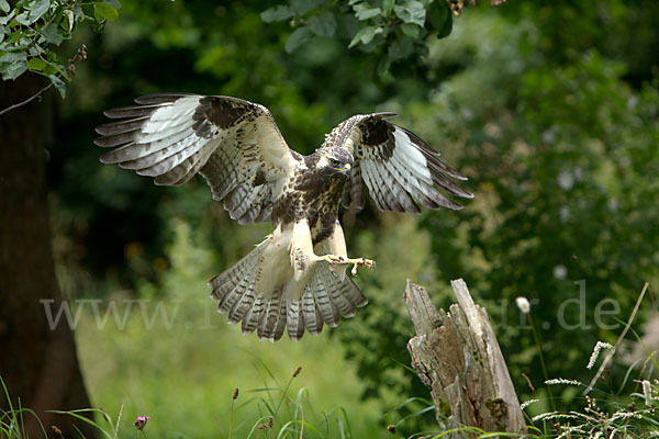 Mäusebussard (Buteo buteo)