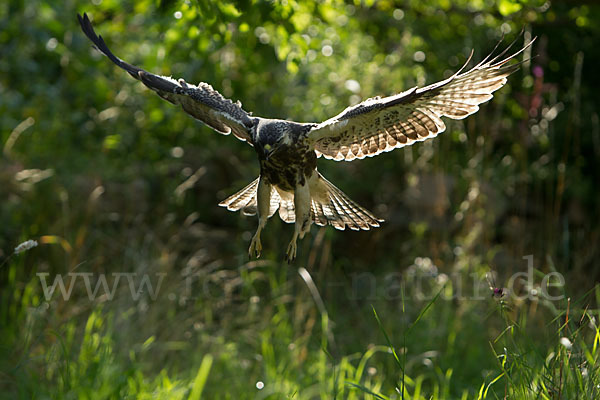 Mäusebussard (Buteo buteo)