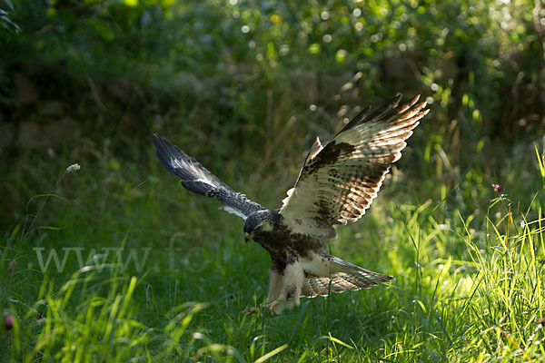 Mäusebussard (Buteo buteo)