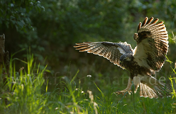 Mäusebussard (Buteo buteo)