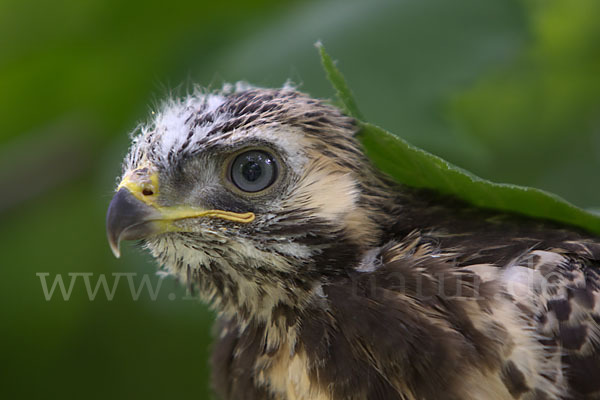 Mäusebussard (Buteo buteo)