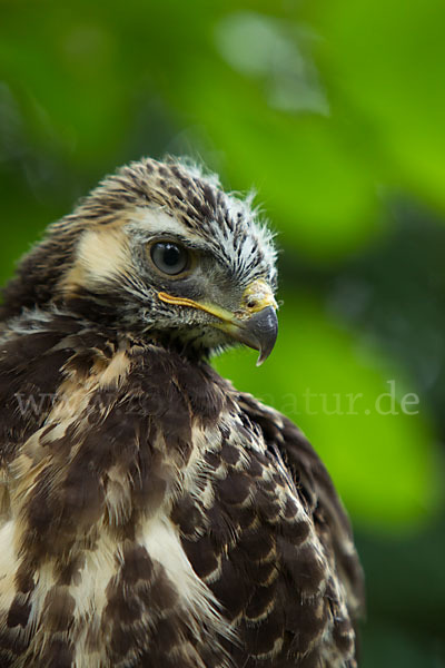 Mäusebussard (Buteo buteo)