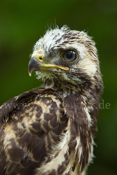 Mäusebussard (Buteo buteo)