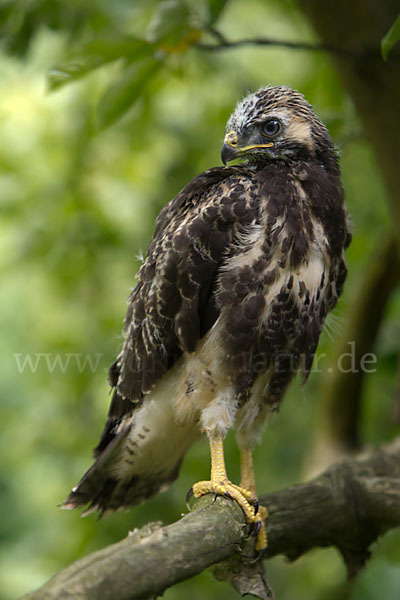 Mäusebussard (Buteo buteo)