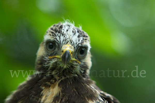 Mäusebussard (Buteo buteo)