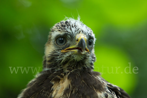 Mäusebussard (Buteo buteo)