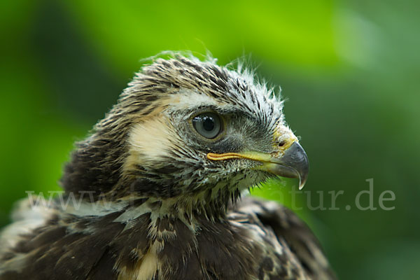 Mäusebussard (Buteo buteo)