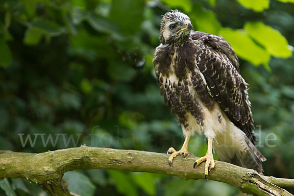 Mäusebussard (Buteo buteo)