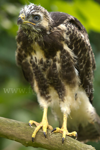 Mäusebussard (Buteo buteo)