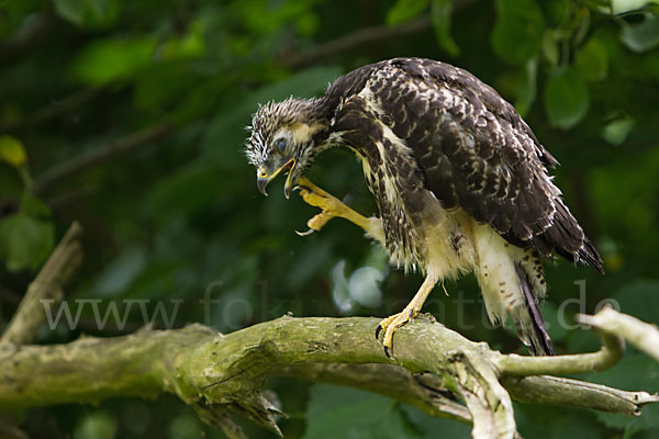 Mäusebussard (Buteo buteo)