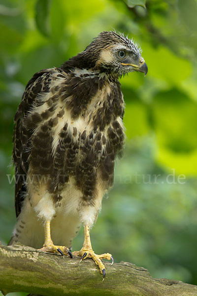 Mäusebussard (Buteo buteo)