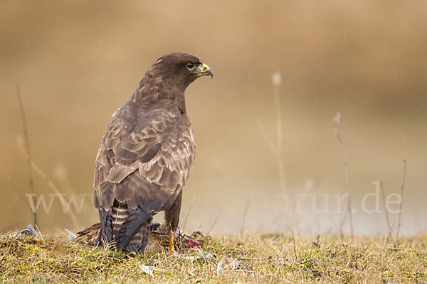 Mäusebussard (Buteo buteo)