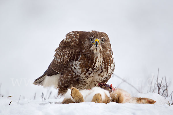 Mäusebussard (Buteo buteo)