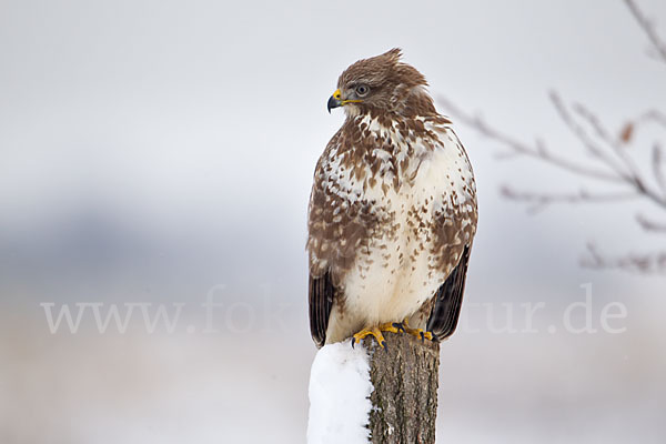 Mäusebussard (Buteo buteo)