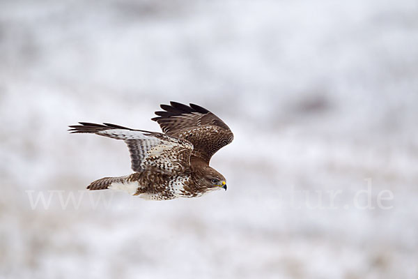 Mäusebussard (Buteo buteo)