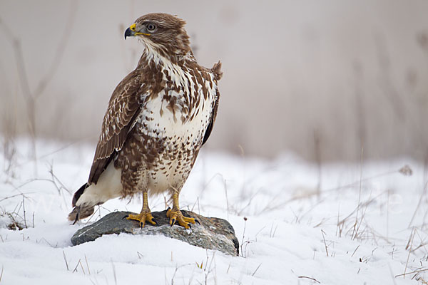 Mäusebussard (Buteo buteo)