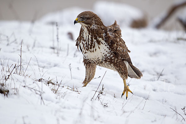 Mäusebussard (Buteo buteo)