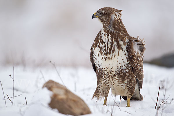 Mäusebussard (Buteo buteo)