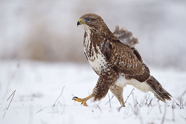 Mäusebussard (Buteo buteo)