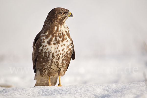 Mäusebussard (Buteo buteo)