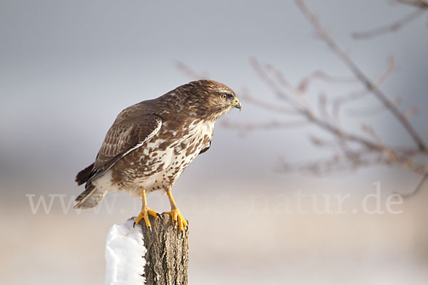 Mäusebussard (Buteo buteo)