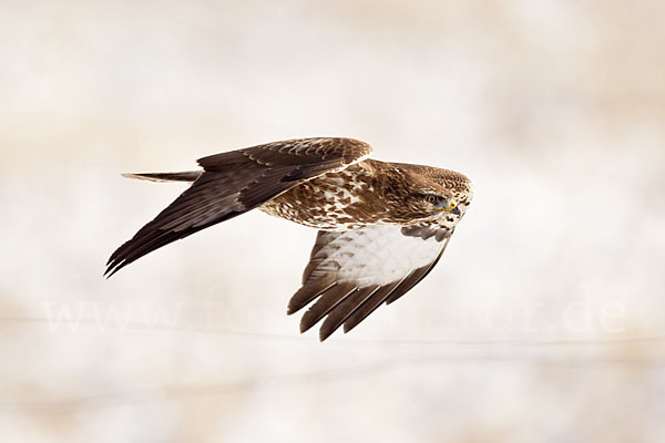 Mäusebussard (Buteo buteo)