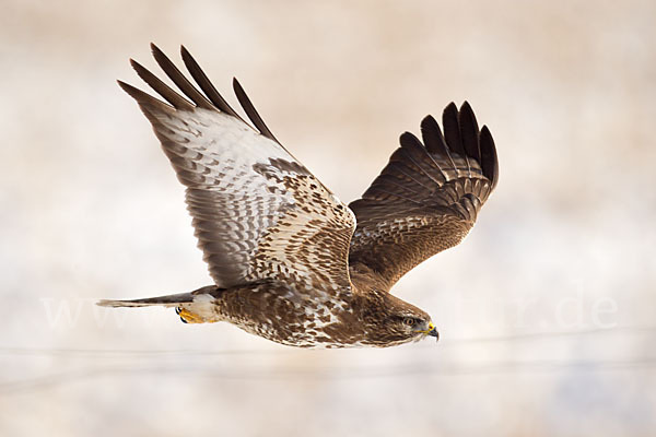 Mäusebussard (Buteo buteo)