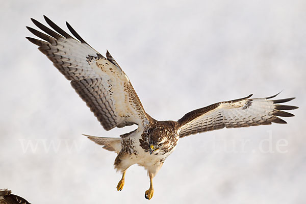 Mäusebussard (Buteo buteo)