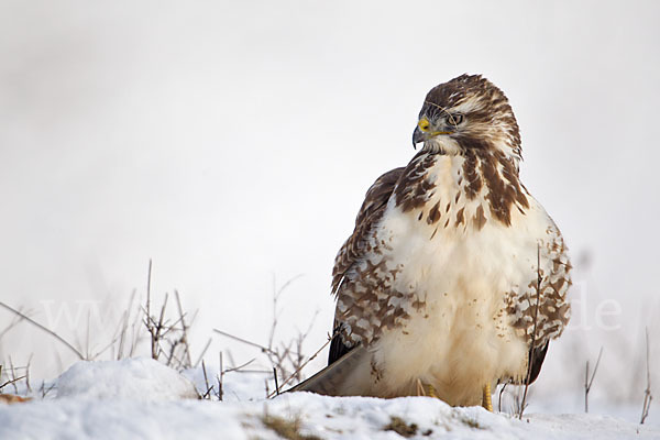 Mäusebussard (Buteo buteo)