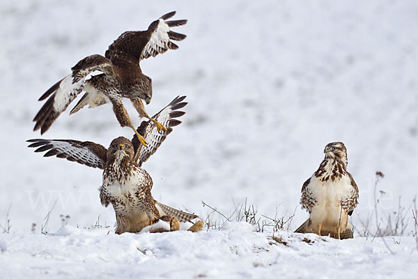 Mäusebussard (Buteo buteo)