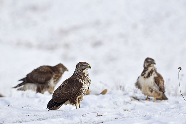 Mäusebussard (Buteo buteo)