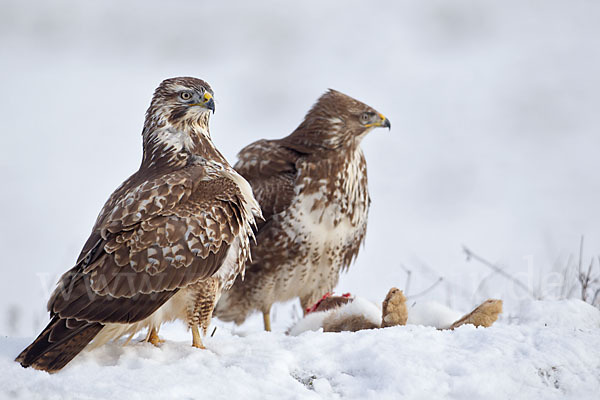 Mäusebussard (Buteo buteo)