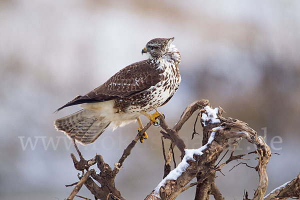 Mäusebussard (Buteo buteo)