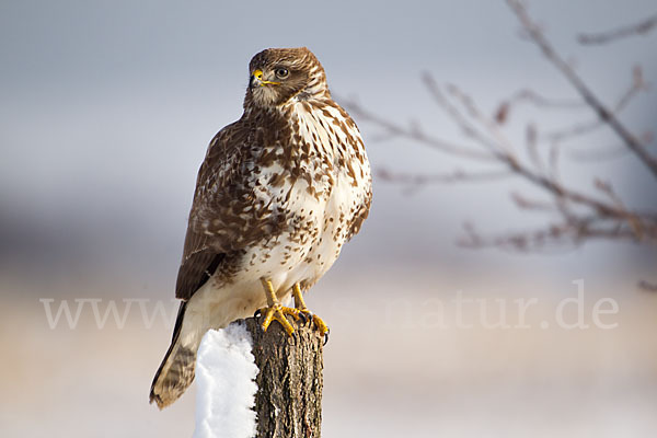 Mäusebussard (Buteo buteo)