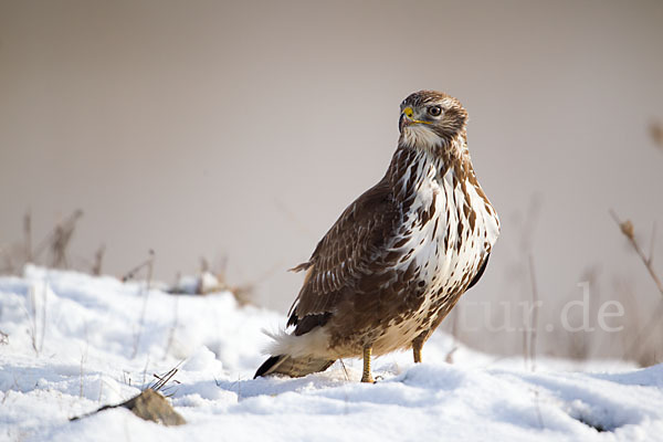 Mäusebussard (Buteo buteo)