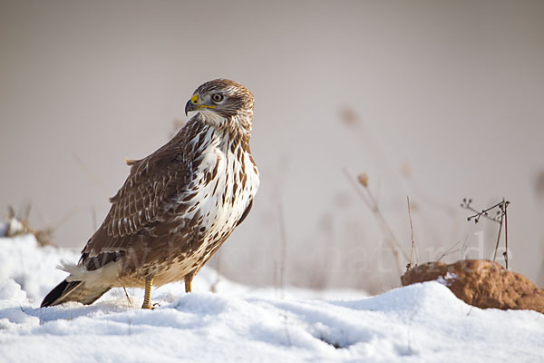 Mäusebussard (Buteo buteo)