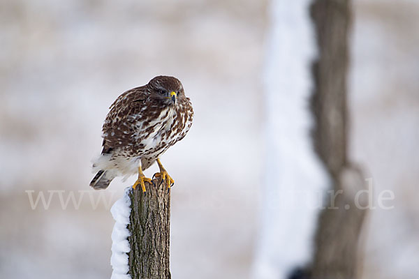 Mäusebussard (Buteo buteo)