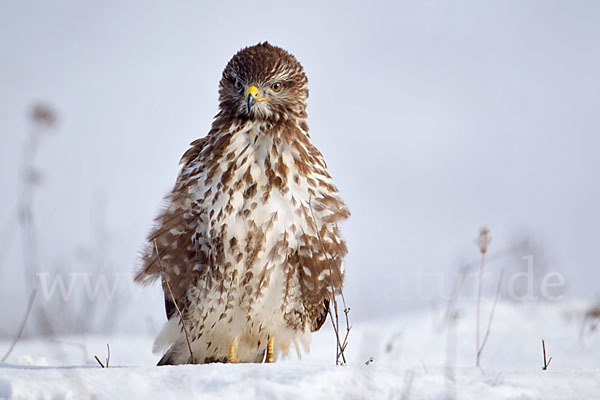 Mäusebussard (Buteo buteo)